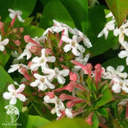 Абелия мосанская Бридал Букет Мония