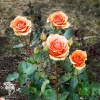 Роза чайно-гибридная Ашрам фото 2 