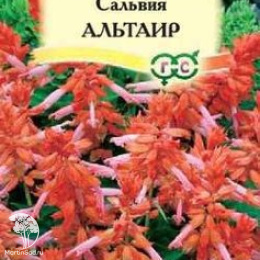 Сальвия Альтаир, карликовая