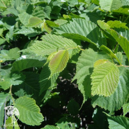 Вяз шершавый Кампердовнии на штамбе