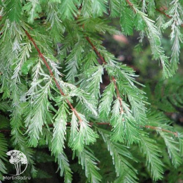 Метасеквойя глиптостробусовая Вайт Спот