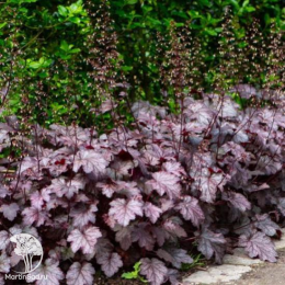 Сверхвыгоный микс! Гейхера Аметист Мист + Гейхера Роуз Селект + Гейхера Шанхай