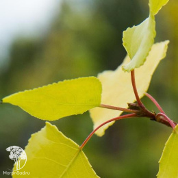  Тополь канадский Серотина Аурея