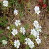 Cerastium arvense Ясколка луговая фото 2 