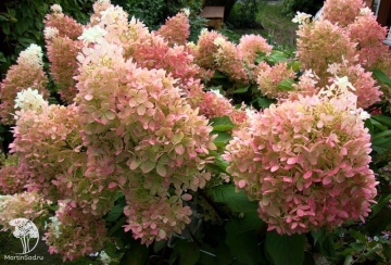 Фото Гортензия метельчатая Фантом