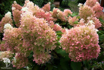 Фото Гортензия метельчатая Фантом