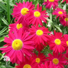 Пиретрум красный Гиганты Робинсона