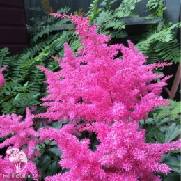 Astilbe Elisabeth van Veen Астильба японская Элизабет Ван Вин
