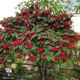 Кизильник Ватерера / иволистный Корнубиа