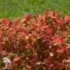 Спирея густоцветковая японская Дабл Плэй Биг Банг фото 2 