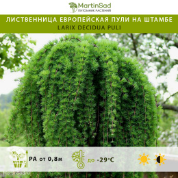 Лиственница европейская Пули на штамбе