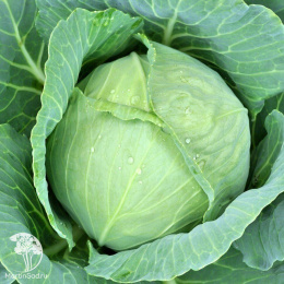 Капуста б/к Крестьянкаг+Сельдерей Бодрячок серия Дуэт Хорошие соседи