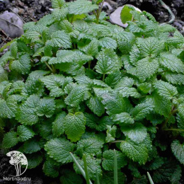 Мелисса Мандариновый аромат