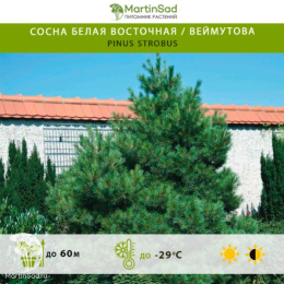 Сосна белая восточная / веймутова