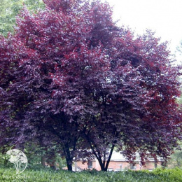 Айва Саржента: изучаем сорт, узнаём характеристики, практические советы по посадке и выращиванию, делитесь своим опытом! Айва Саржента описание сорта характеристики особенности посадки и выращивания отзывы