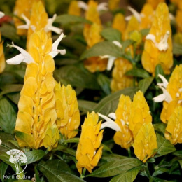 Пахистахис желтый