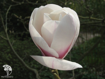 Фото Магнолия Милки Вэй