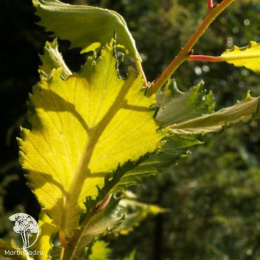 Вяз Виминалис Ауреа на штамбе