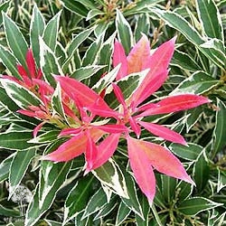 Пиерис японский Флэминг Сильвер