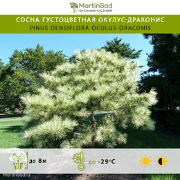 Сосна густоцветная Окулус-драконис