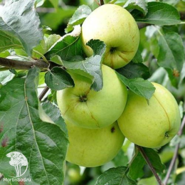 Сверхвыгодный комплект! Яблоня Штрифель + опылитель яблоня Антоновка