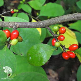 Линдера бензойная