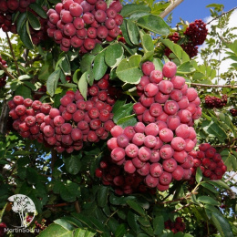 Рябина Гранатная на штамбе