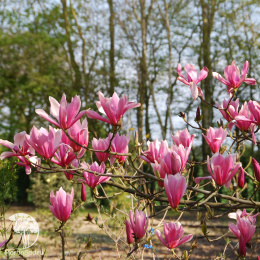Магнолия Спектрум