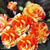 Роза флорибунда Оранжс анд Лемонс фото 1 