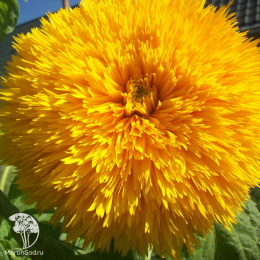 Подсолнечник Золотой 0,5 г