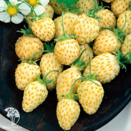 Земляника Ананасная ( мелкоплодная ремонтант.)