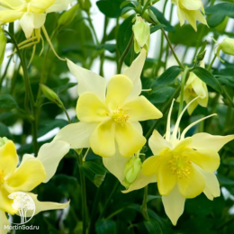 Аквилегия гибридная Спринг Мэджик Йеллоу