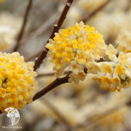 Эджвортия золотистоцветковая Грандифлора