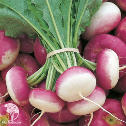 Репа Миланская розовая 