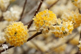 Фото Эджвортия золотистоцветковая Грандифлора