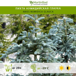  Пихта нумидийская Глаука