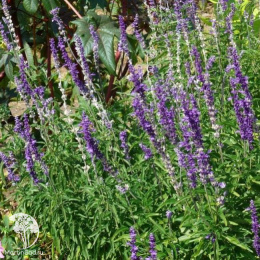 Шалфей лекарственный Кубанец 