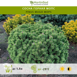 Сосна горная Мопс