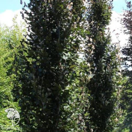 Бук лесной Аннис Рохан Сентри