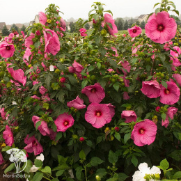 Гибискус Джазберри Джем