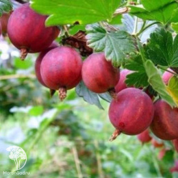 Крыжовник Розовый 2