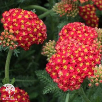 Фото Тысячелистник Десерт Эве Ред