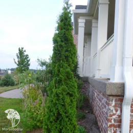 Туя западная Дегрут Спайр