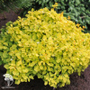 Барбарис Тунберга (Berberis thunbergii) фото 10 