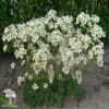 Saxifraga сrustata Камнеломка инкрустированная фото 2 