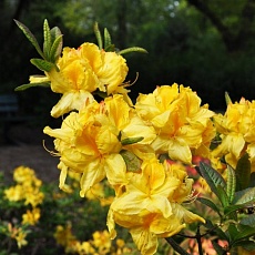 Фото Азалия Аннеке