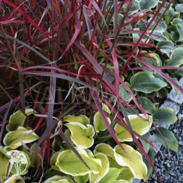 Мискантус китайский Дроннинг Ингрид