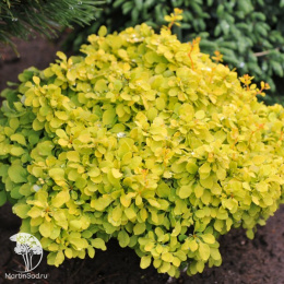 Барбарис Тунберга (Berberis thunbergii)