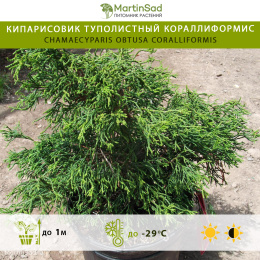 Кипарисовик туполистный Кораллиформис
