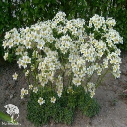 Saxifraga сrustata Камнеломка инкрустированная